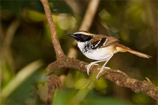 Witbefmiervogel - Myrmeciza loricata Witbefmiervogel - Myrmeciza loricata